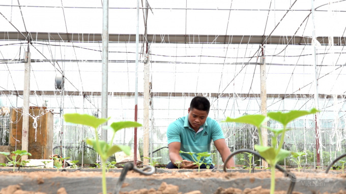 3 năm đi làm cửu vạn không ăn thua, về nhà trồng dưa lưới thu 65 tấn quả &quot;hết veo trong 1 nốt nhạc&quot; - Ảnh 2.