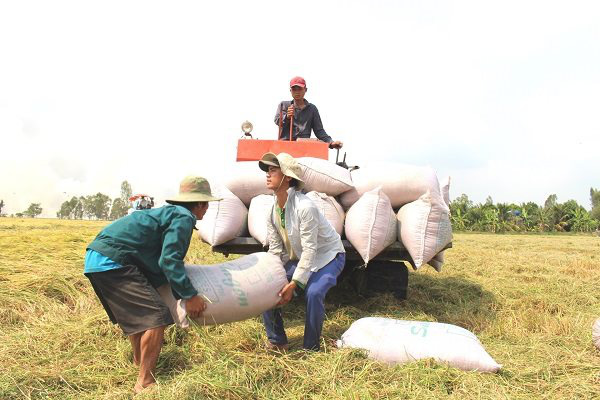 Long An: Doanh nghiệp thu mua lúa gạo hết “bẻ kèo” với nông dân - Ảnh 1.