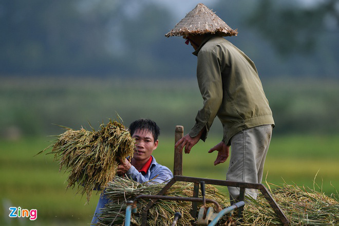 24 thương nhân không xuất khẩu gạo trong suốt 18 tháng - Ảnh 1.