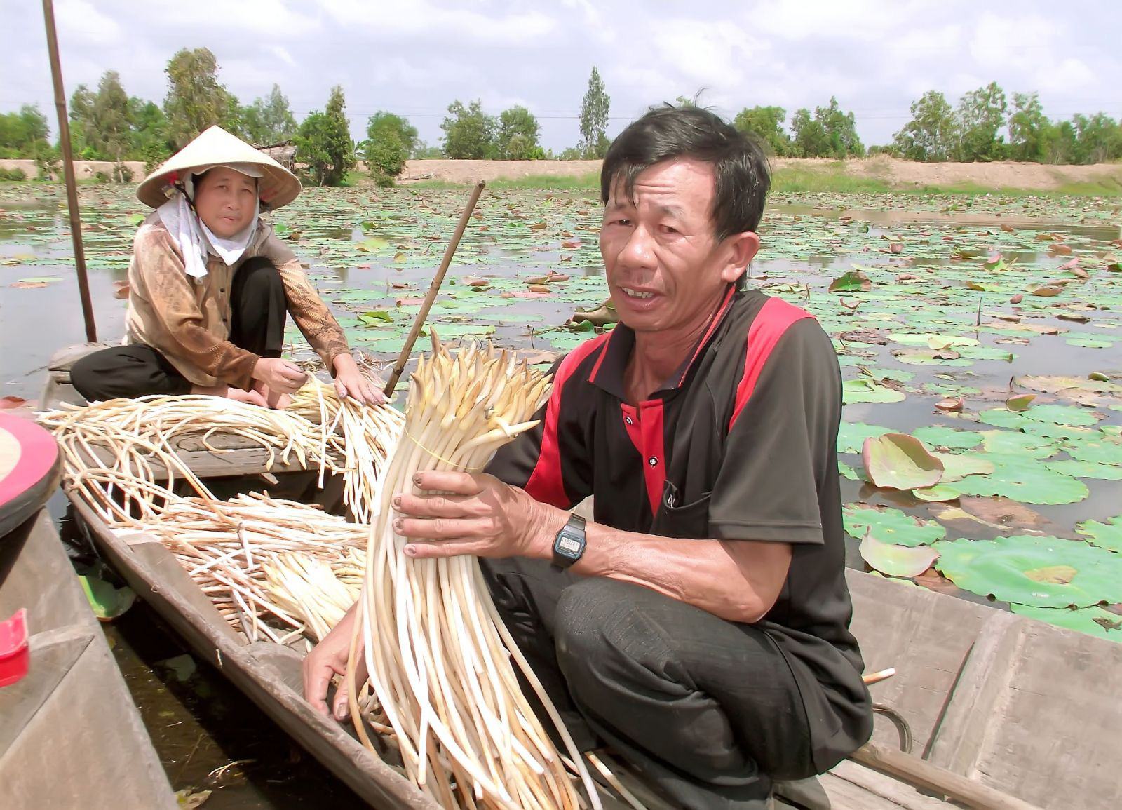 Long An: Trồng thứ cây quen nhẵn mặt, hái trên, nhổ dưới, kiểu gì nông dân cũng có lãi - Ảnh 1.