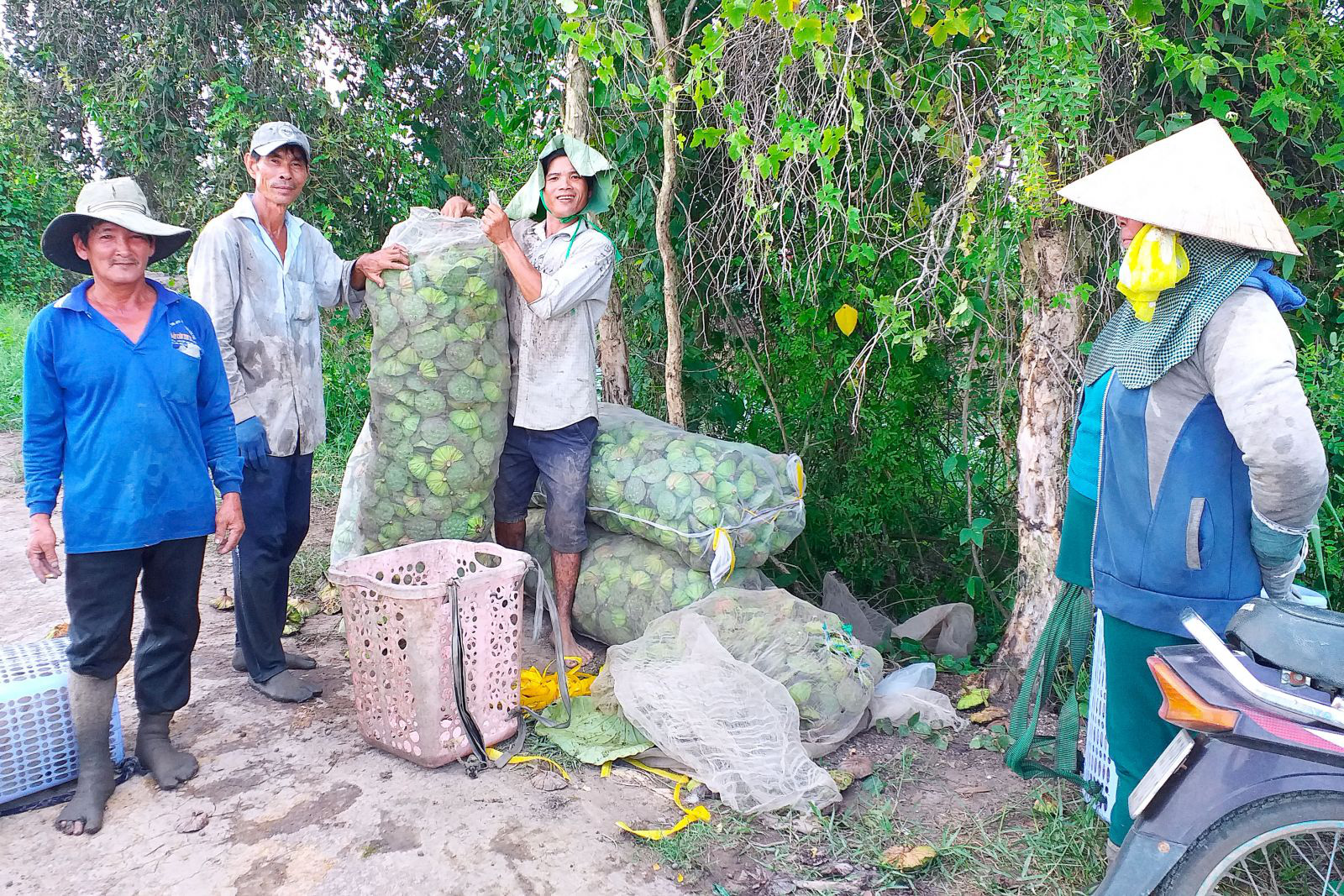 Long An: Trồng thứ cây quen nhẵn mặt, hái trên, nhổ dưới, kiểu gì nông dân cũng có lãi - Ảnh 2.