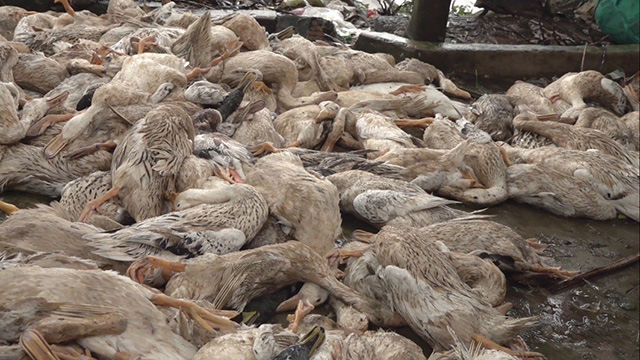 Đồng Tháp: Vụ hàng trăm con vịt té nhào chết đột ngột ở ngoài đồng, công an vào cuộc điều điều tra - Ảnh 1.