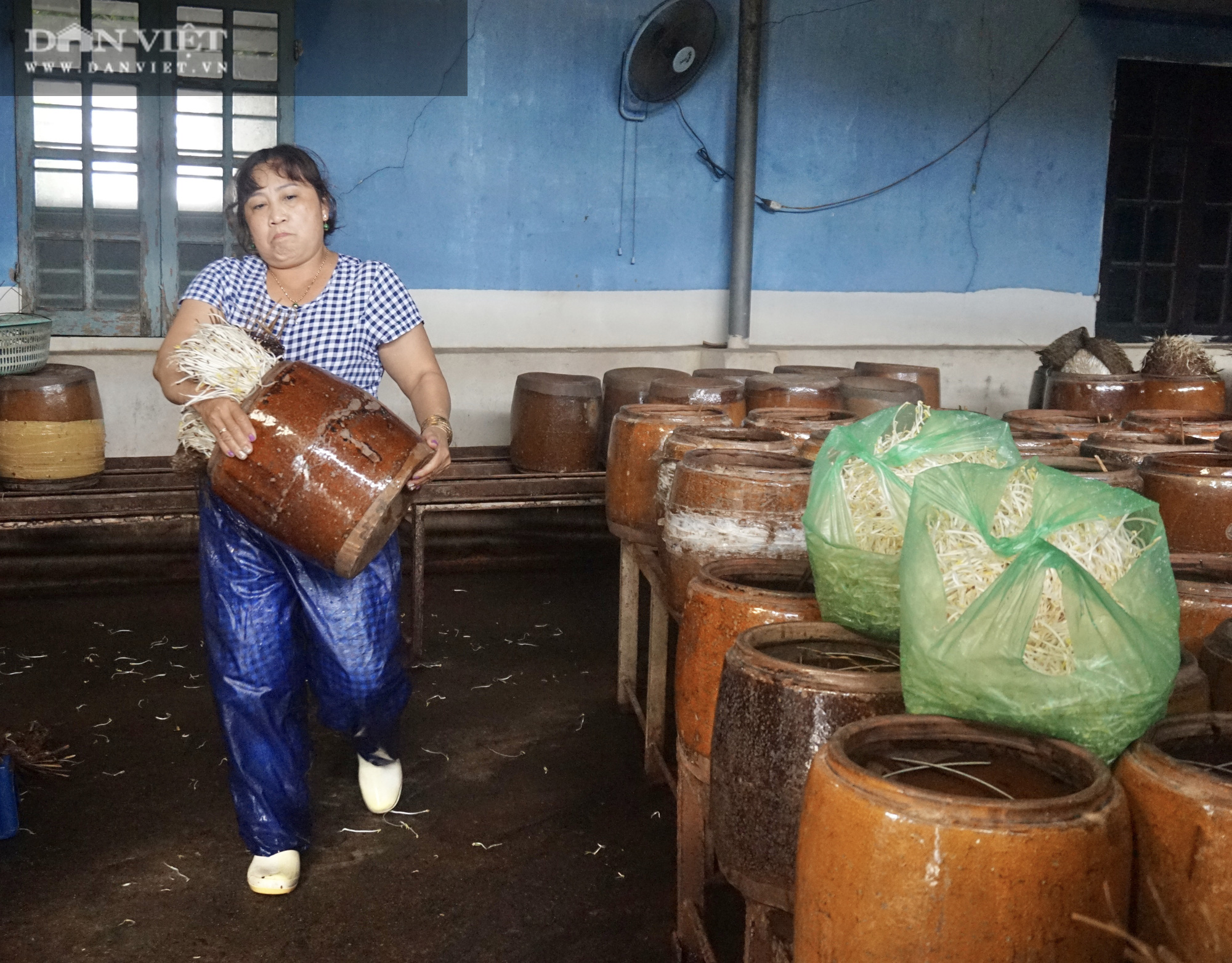 Đà Nẵng: Nông dân khấm khá nhờ nghề làm giá truyền thống - Ảnh 6.