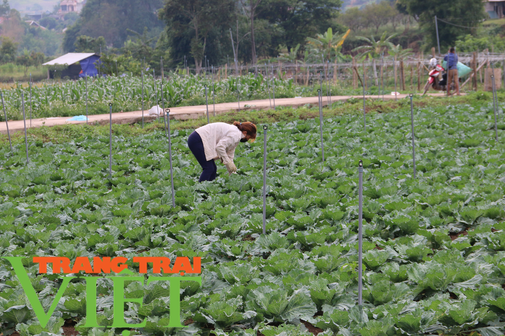 Trồng rau bắp cải xanh ngút ngàn, nông dân khấm khá - Ảnh 1.