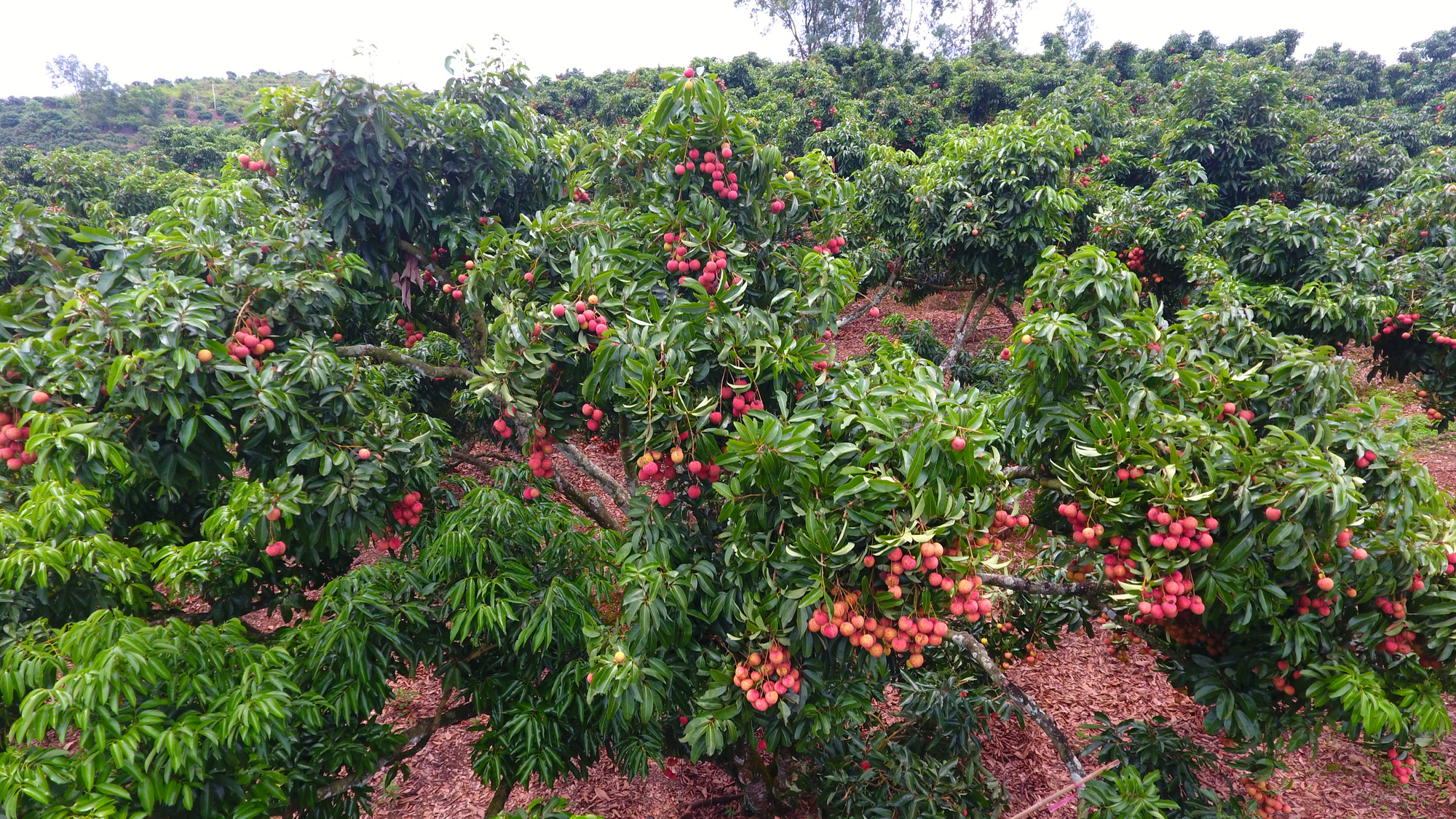 Bắc Giang:  Tạo tính đột phá trong cơ chế, chính sách để thúc đẩy đẩy sản xuất nông nghiệp - Ảnh 2.