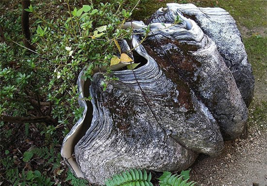 Nhìn tưởng hòn đá hóa ra là loại ngao khổng lồ nặng hơn 300kg, thọ 100 tuổi - Ảnh 1.
