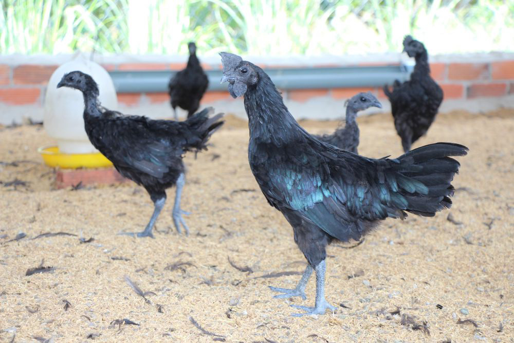 Tây Ninh: Nuôi loài gà lạ &quot;đen quá trời đen&quot;, 2 nông dân này bất ngờ lời lớn, mỗi tháng đút túi 80 triệu - Ảnh 1.