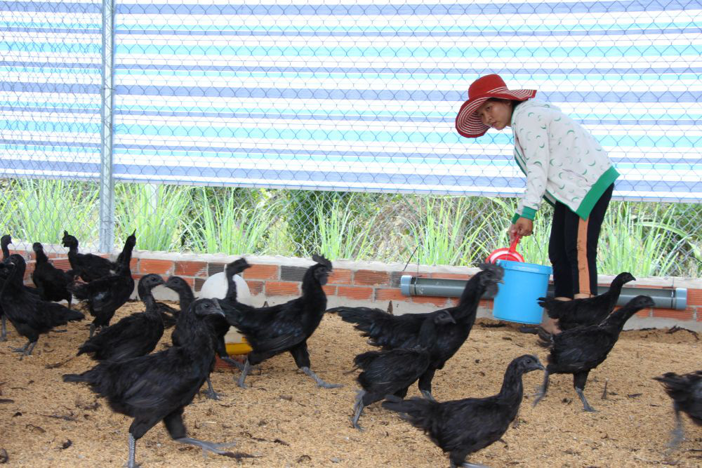 Tây Ninh: Nuôi loài gà lạ &quot;đen quá trời đen&quot;, 2 nông dân này bất ngờ lời lớn, mỗi tháng đút túi 80 triệu - Ảnh 2.