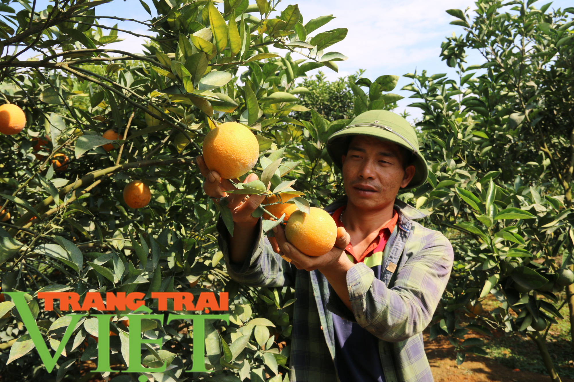 “Phao cứu sinh” giúp người Thái vùng cao thoát nghèo - Ảnh 4. “Phao cứu sinh” giúp người Thái vùng cao thoát nghèo - Ảnh 4.