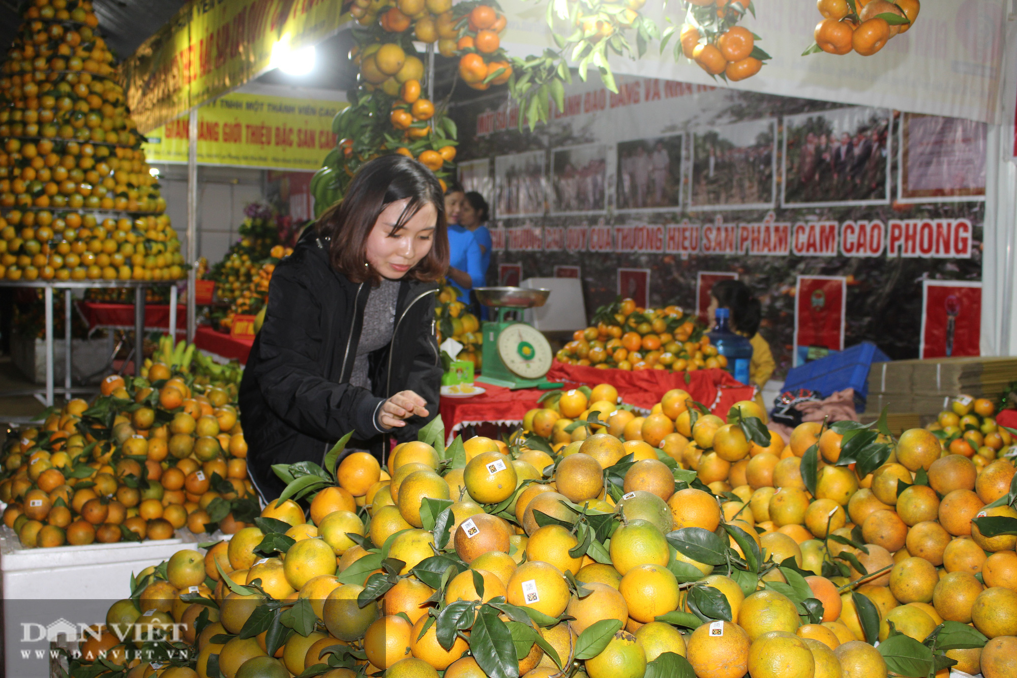 Diện tích cây có múi tăng chóng mặt và phát sinh dịch bệnh - Ảnh 2.