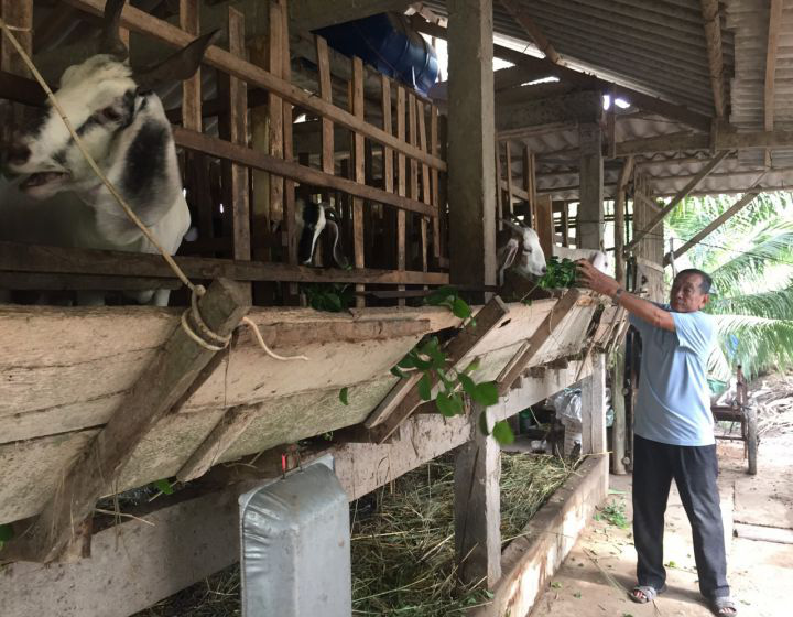 Chuyện lạ Bến Tre: &quot;Cải lão hoàn đồng&quot; vườn dừa ra cỗi bằng thứ phân từ loài vật nuôi quen mặt này - Ảnh 1.