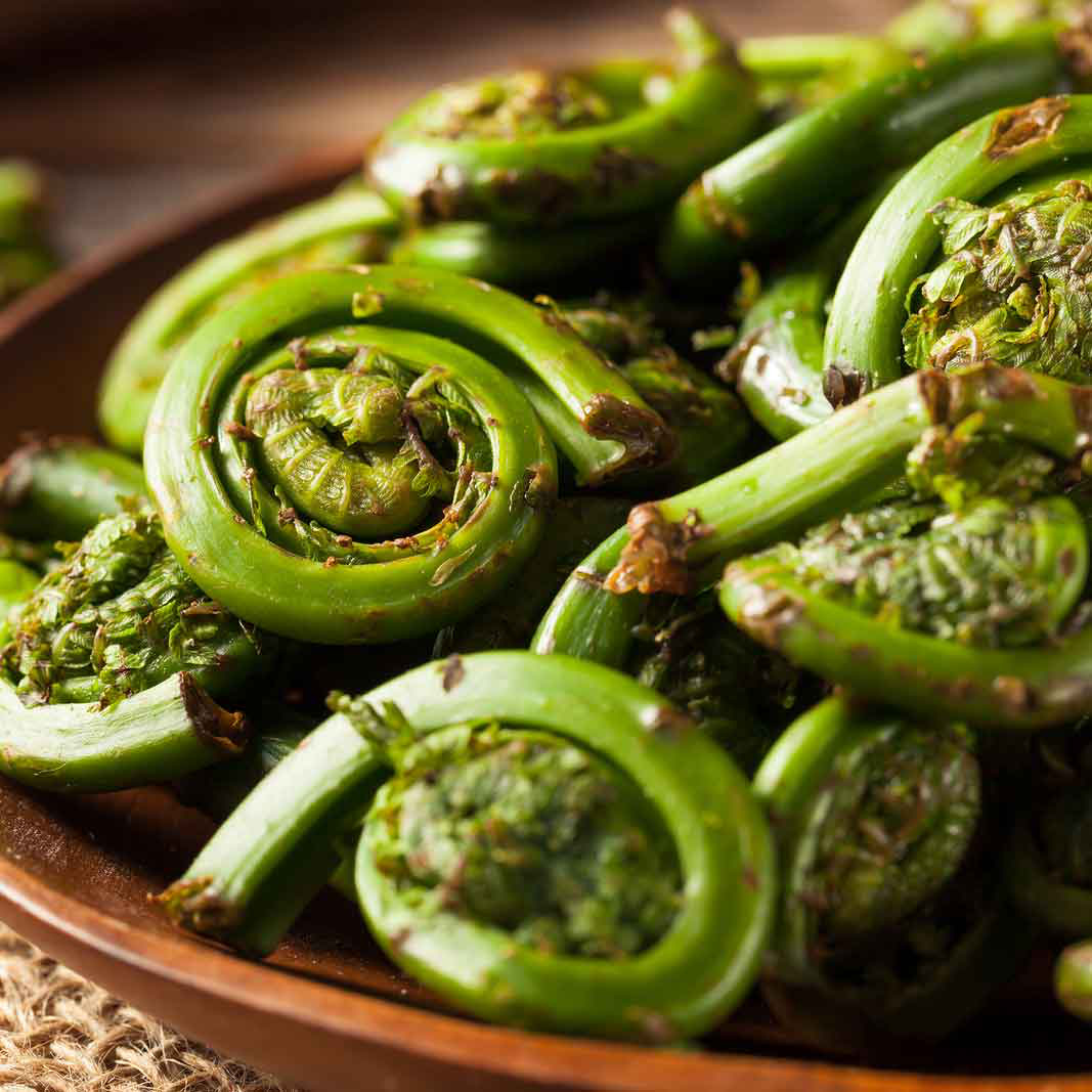 Fiddlehead