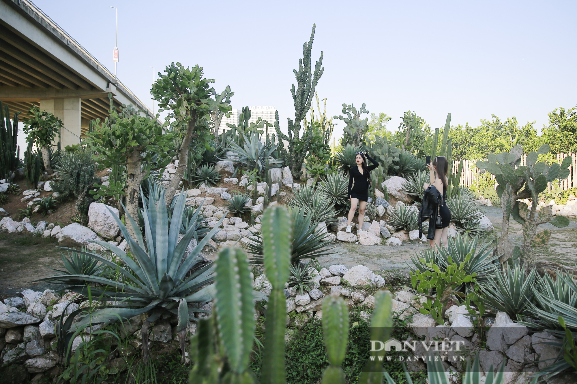 Vườn xương rồng Cacti Zone 'siêu chất' thu hút giới trẻ Hà Nội - Ảnh 2.