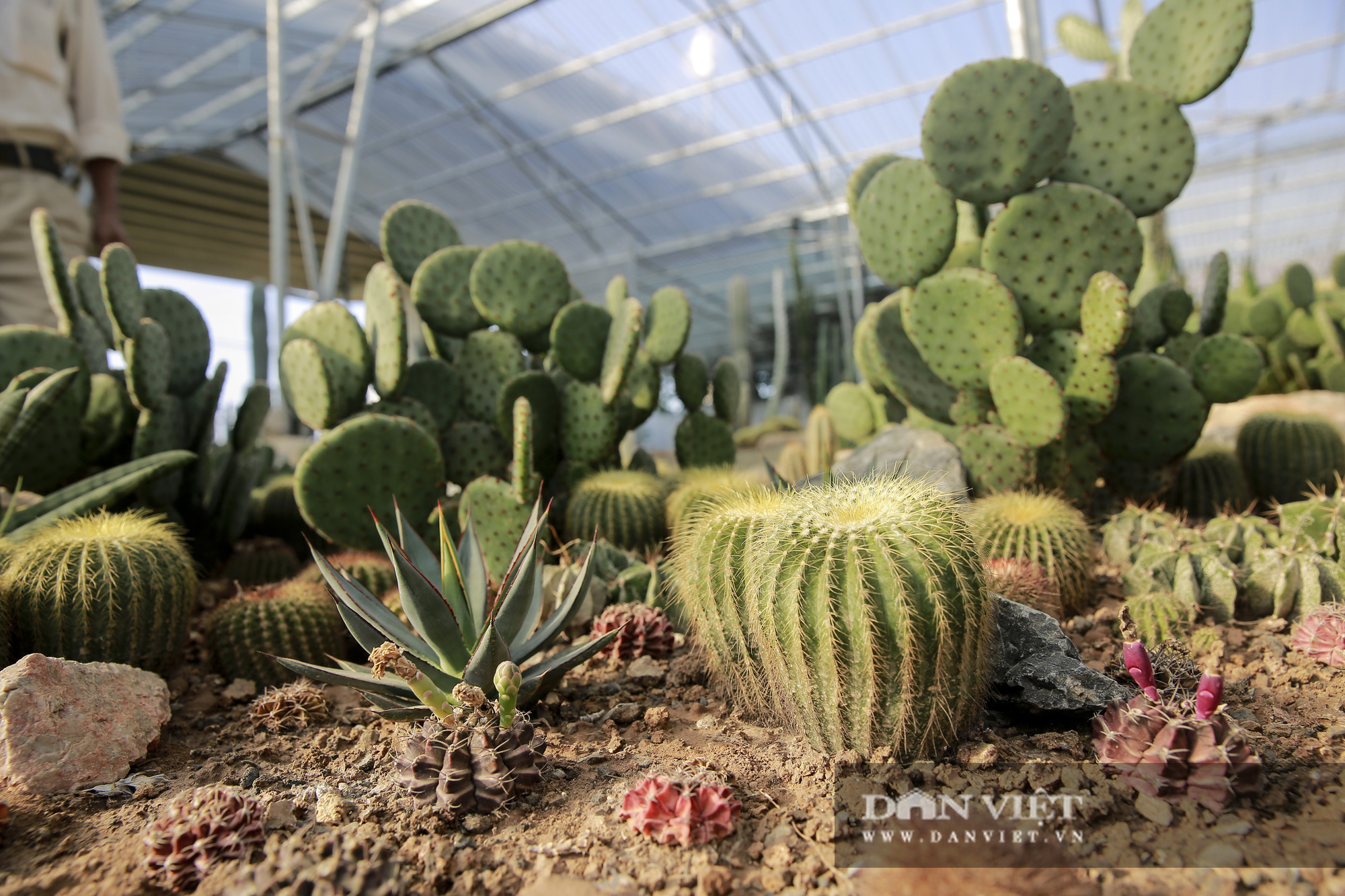 Vườn xương rồng Cacti Zone 'siêu chất' thu hút giới trẻ Hà Nội - Ảnh 5.