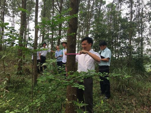  Sẽ xây dựng Nghị định về Hệ thống đảm bảo gỗ Việt Nam - Ảnh 1.
