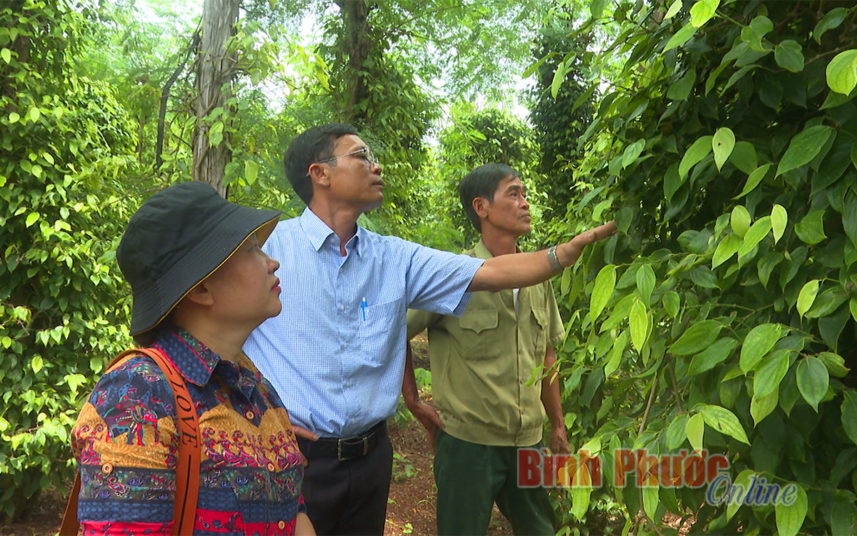 Bình Phước: Vì sao những vườn tiêu tốt bời bời nhưng lại bị...&quot;điếc&quot;? - Ảnh 1.