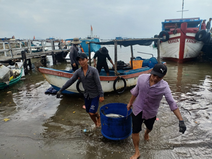 Lo bão lại vào, người nuôi lồng bè ồ ạt bán cá - Ảnh 1.