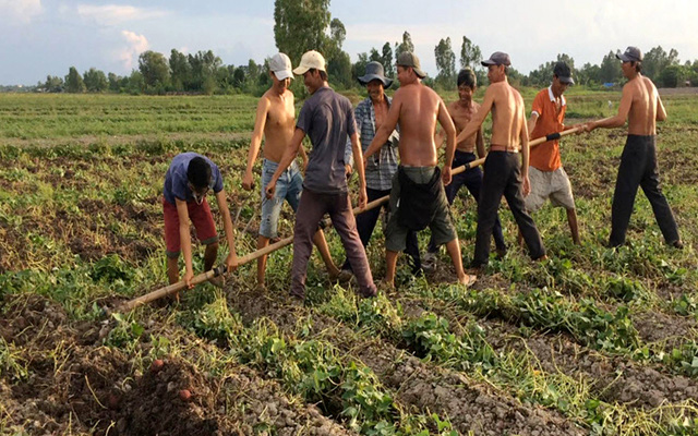 Giá khoai lang tím Vĩnh Long tăng vùn vụt, nông dân tiếc ngẩn ngơ vì không thể xuất khẩu - Ảnh 1.