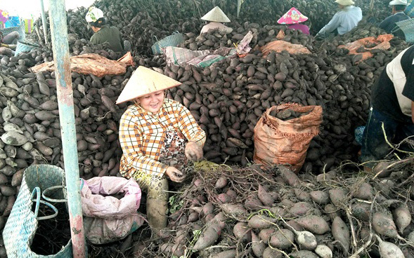 Giá khoai lang tím Vĩnh Long tăng vùn vụt, nông dân tiếc ngẩn ngơ vì không thể xuất khẩu - Ảnh 3.