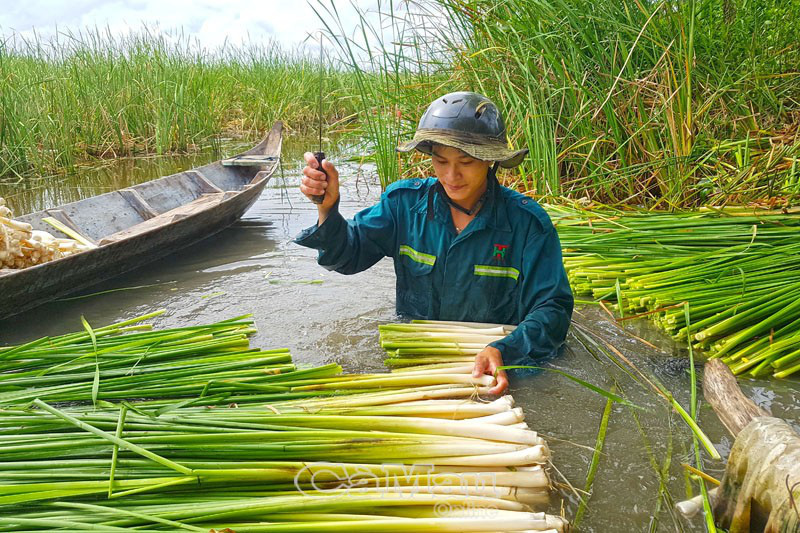 Cà Mau: Nông dân vùng này phát tài nhờ trồng loài cỏ dại làm rau đặc sản, dưới thả cá đồng dân câu mê tít - Ảnh 1.