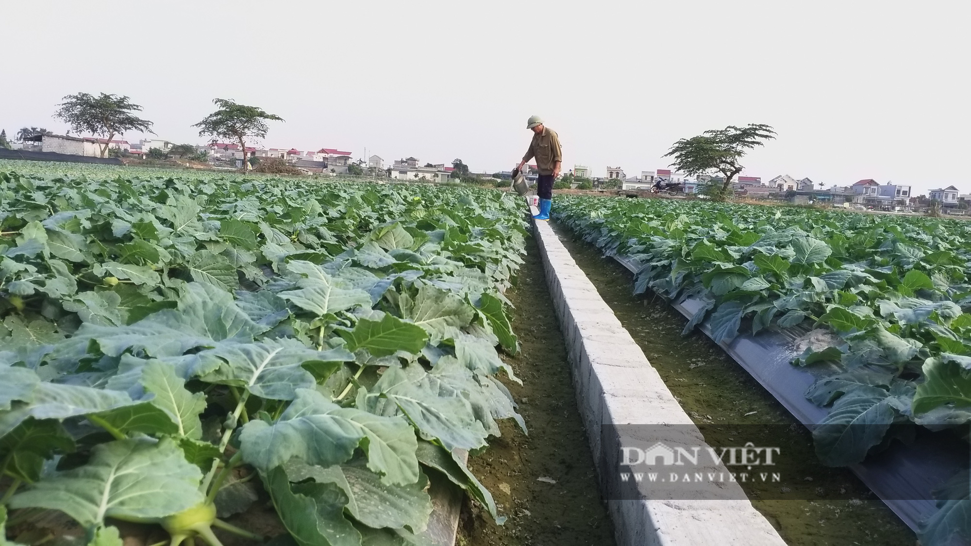 &quot;Nóng&quot; câu chuyện chuyển đổi phá thế độc canh cây lúa ở &quot;quê hương năm tấn&quot; - Ảnh 2.