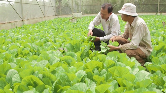 An toàn thực phẩm: Bí quyết thành công của một hợp tác xã rau sạch - Ảnh 1.