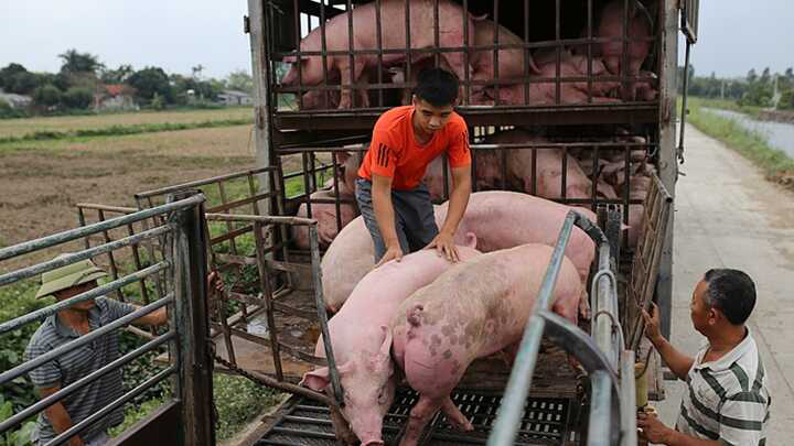 Giá lợn hơi hôm nay 14/11: Miền Nam vẫn giữ giá cao nhất cả nước - Ảnh 1.