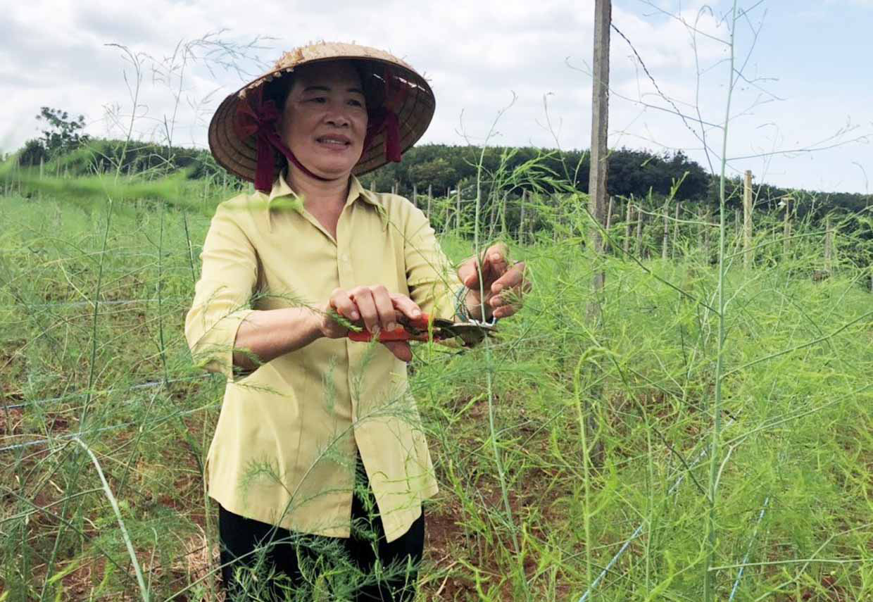 Gia Lai: Trồng 4 loài cây và nuôi 1 thứ con, tưởng nuôi trồng &quot;lung tung&quot;, nào ngờ bà nông dân này thu tiền tỷ - Ảnh 1.