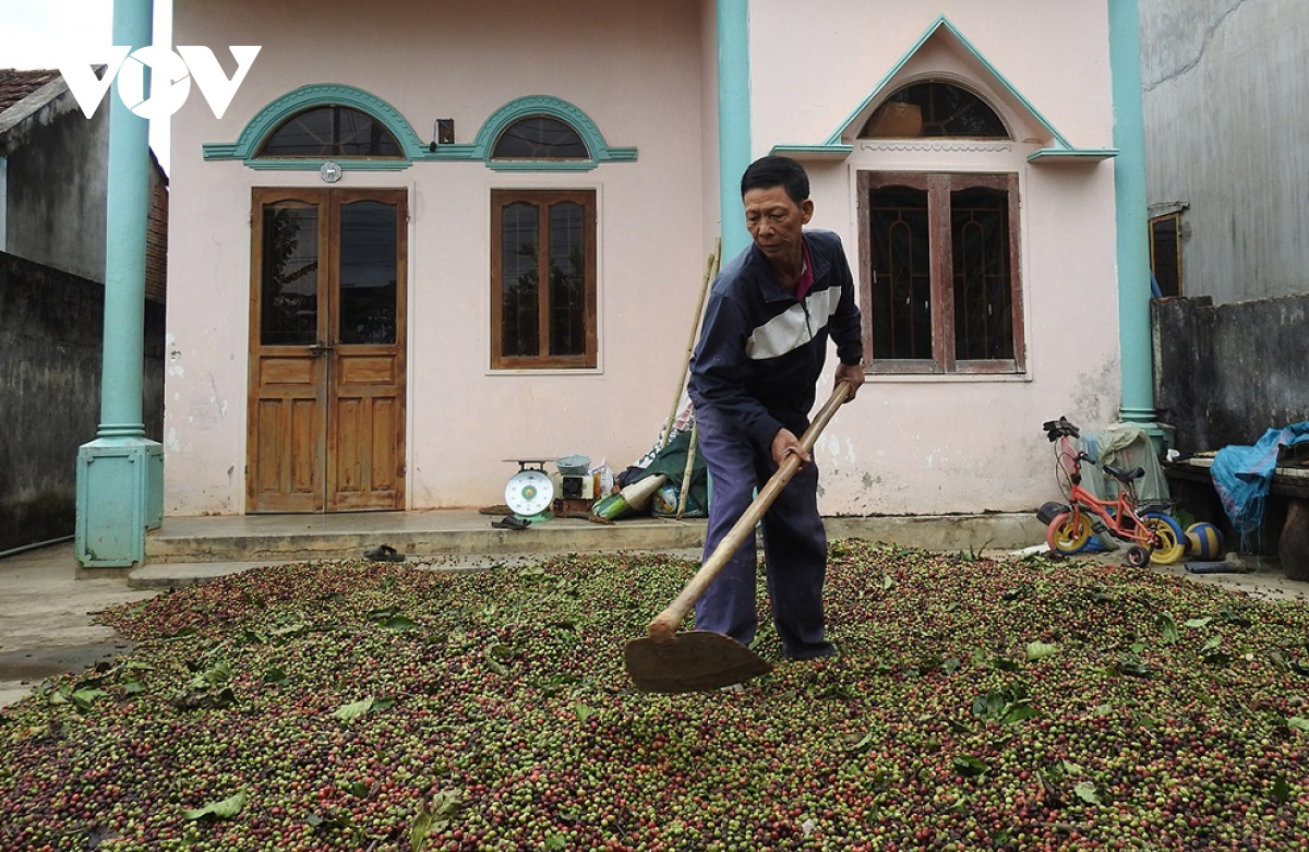 Kon Tum: Đến khổ, 3 cái khó &quot;bó chân&quot; người trồng cà phê ở thời điểm này - Ảnh 1.