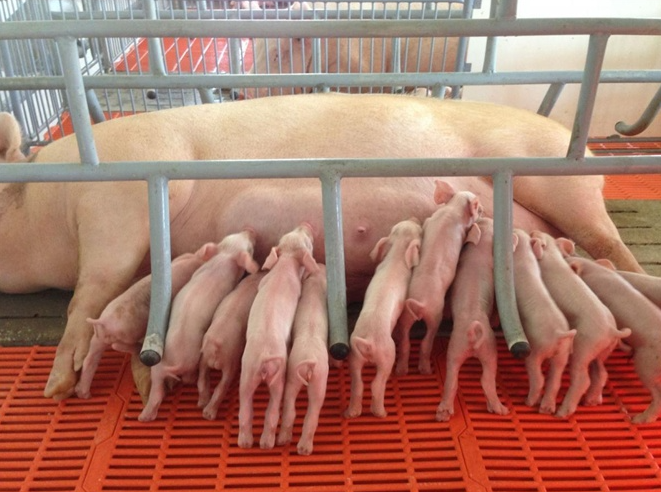 Giá lợn hơi hôm nay (15/11): Thái Nguyên có giá cao nhất toàn miền Bắc - Ảnh 3.