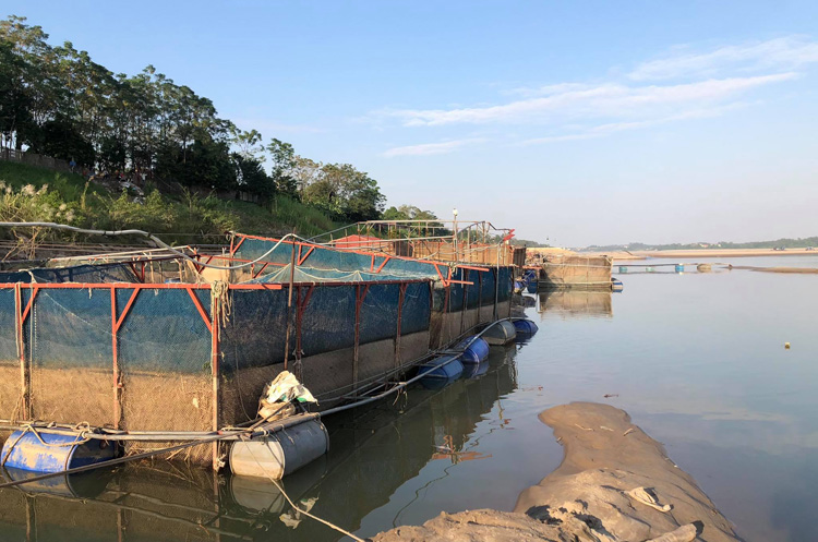 Phú Thọ: Sông Đà lại đột ngột cạn nước, nông dân hối hả cứu cá lồng - Ảnh 2.