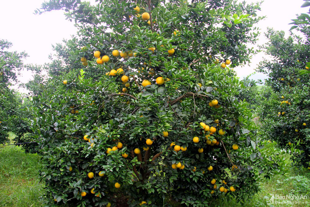 Choáng ngợp với những vườn cam Vinh trĩu quả ở Anh Sơn - Ảnh 2.