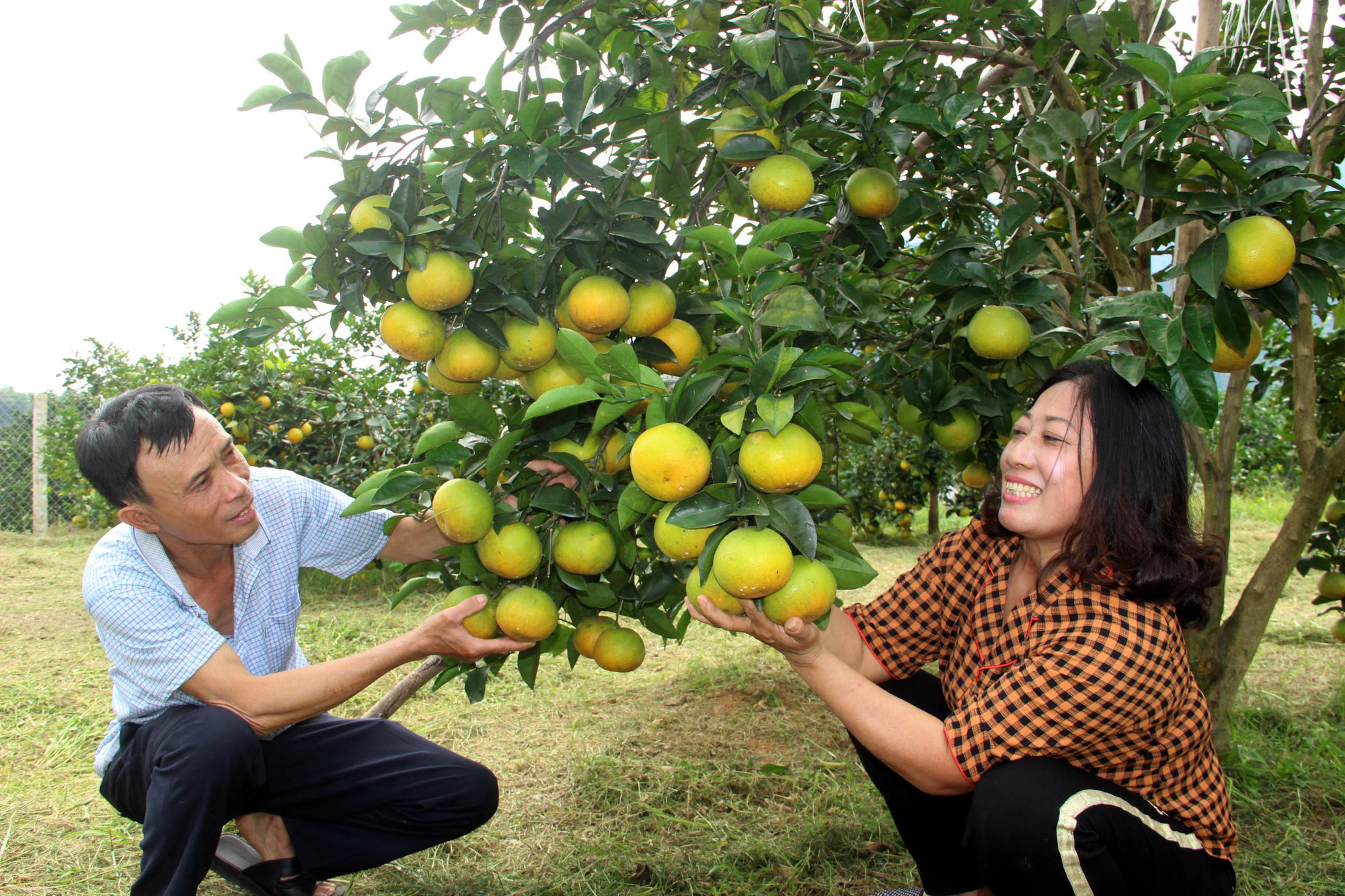 Choáng ngợp với những vườn cam Vinh trĩu quả ở Anh Sơn - Ảnh 4.