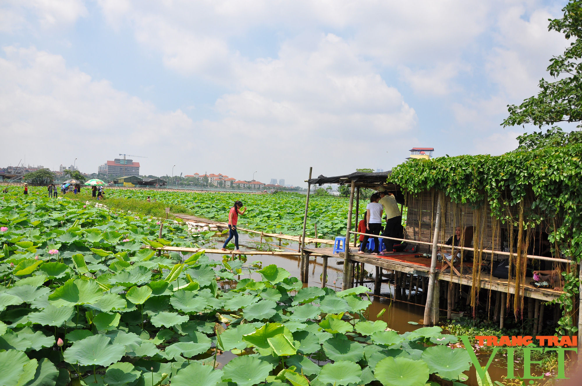 Trồng cây &quot;ở sạch&quot; ai cũng biết, hái trên, nhổ dưới, có hàng xuất khẩu đều đều, nông dân dễ dàng thu lời đậm - Ảnh 1.