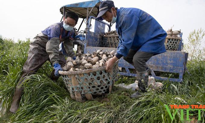 Trồng cây &quot;ở sạch&quot; ai cũng biết, hái trên, nhổ dưới, có hàng xuất khẩu đều đều, nông dân dễ dàng thu lời đậm - Ảnh 2.