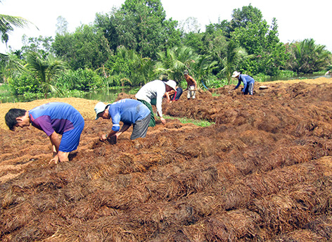 Hậu Giang: Thứ nấm đặc sản này cuối vụ bất ngờ tăng giá, nhiều hộ tiếc hùi hụi vì điều này - Ảnh 1.