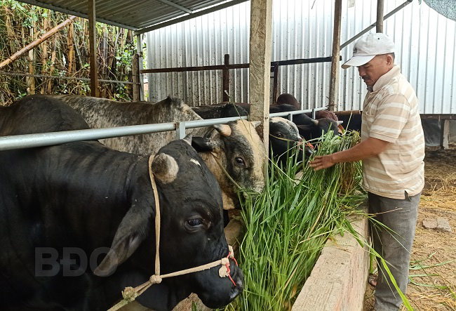 Bình Định: MG là giống cỏ gì mà cho bò 3B ăn vào nhanh lớn, bò 3B mau to bự? - Ảnh 1.