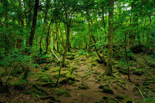 Khu rừng tự sát Aokigahara và những câu chuyện rùng rợn - Ảnh 1.