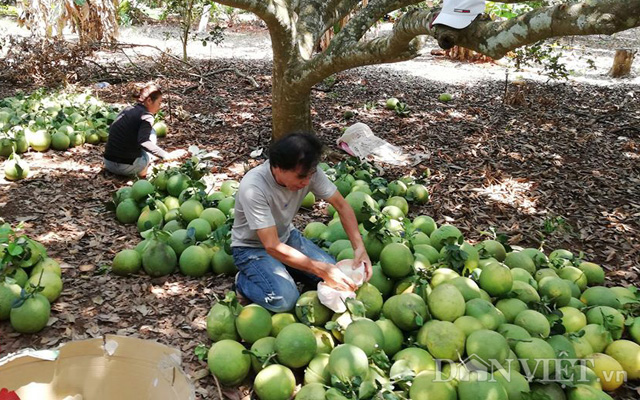 Mưa nắng thất thường làm thất thu trái bưởi tết - Ảnh 1.