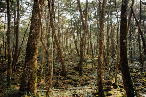 Khu rừng tự sát Aokigahara và những câu chuyện rùng rợn - Ảnh 2.