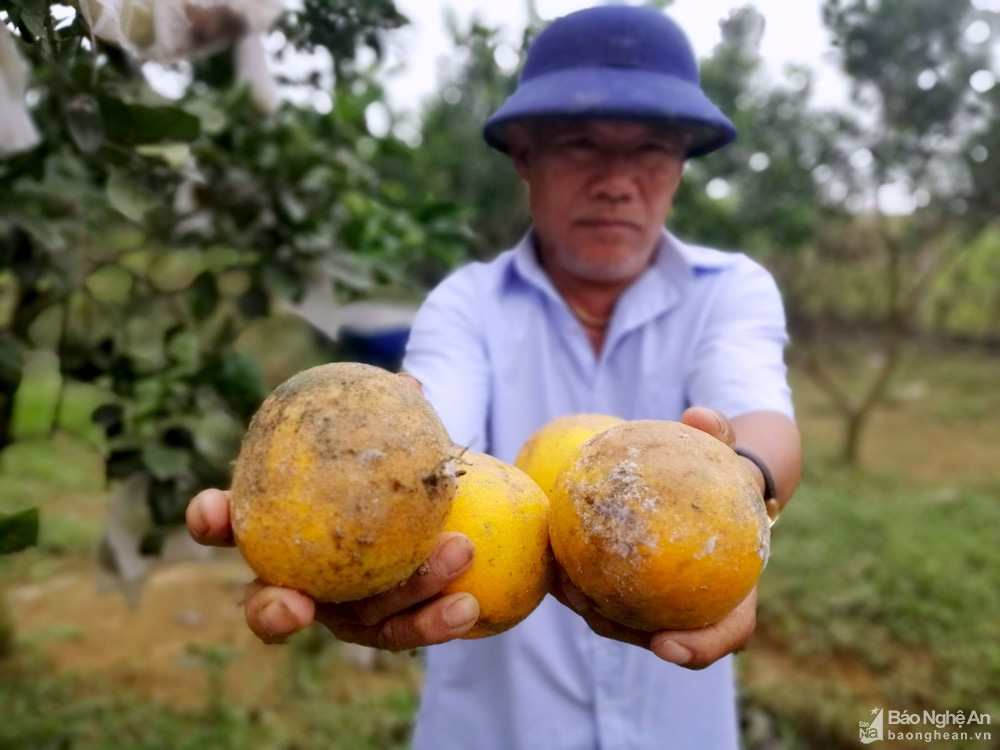 Nông dân Nghệ An 'khóc ròng' vì giống cam tiến vua rụng quả hàng loạt sau mưa lũ - Ảnh 2.