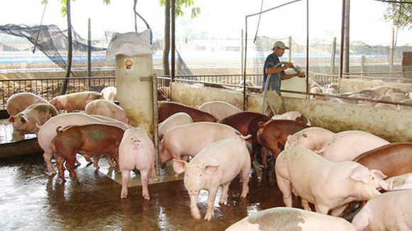 Giá lợn hơi hôm nay (17/11): Thái Nguyên giảm 2.000 đồng/kg so với hôm qua - Ảnh 3.