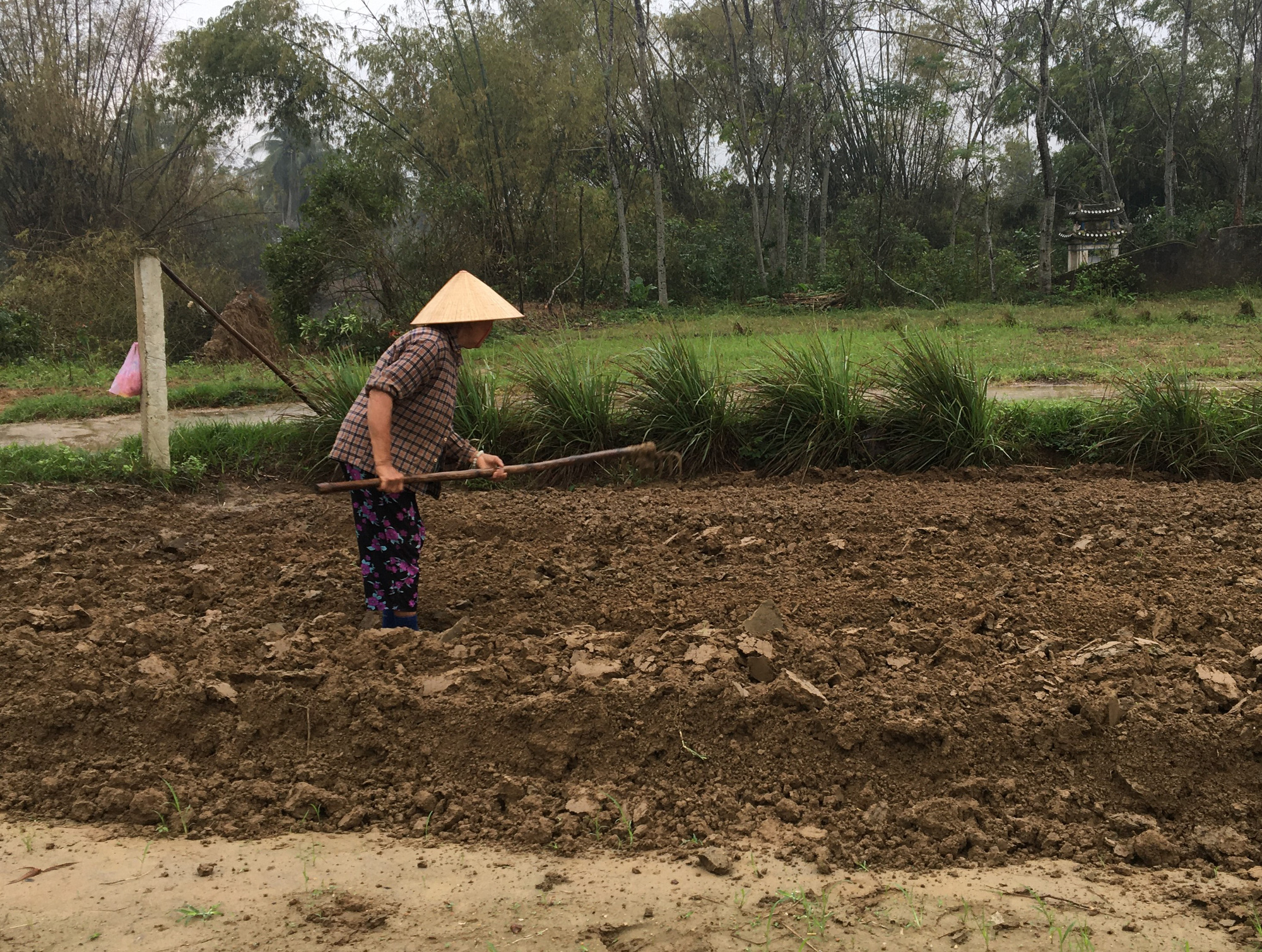 Đà Nẵng: Vượt qua bão lũ chồng chất, nông dân tái sản xuất rau vụ cuối - Ảnh 3.