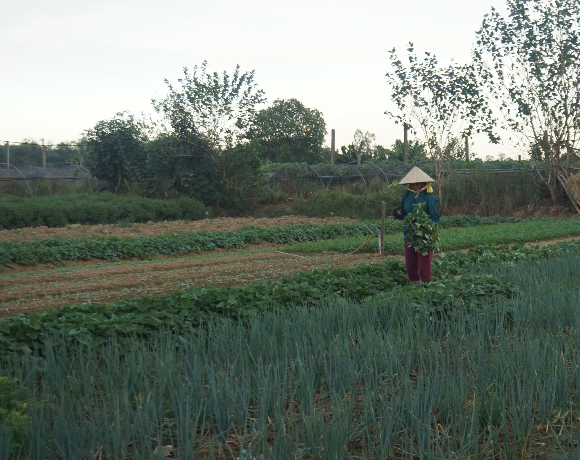 Đà Nẵng: Vượt qua bão lũ chồng chất, nông dân tái sản xuất rau vụ cuối - Ảnh 4.