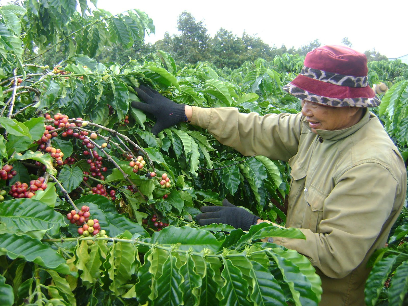 Đại biểu Quốc hội Gia Lai nói tiêu, cà phê cũng tính tỷ lệ che phủ rừng, Tổng cục Lâm nghiệp khẳng định: Không - Ảnh 3.