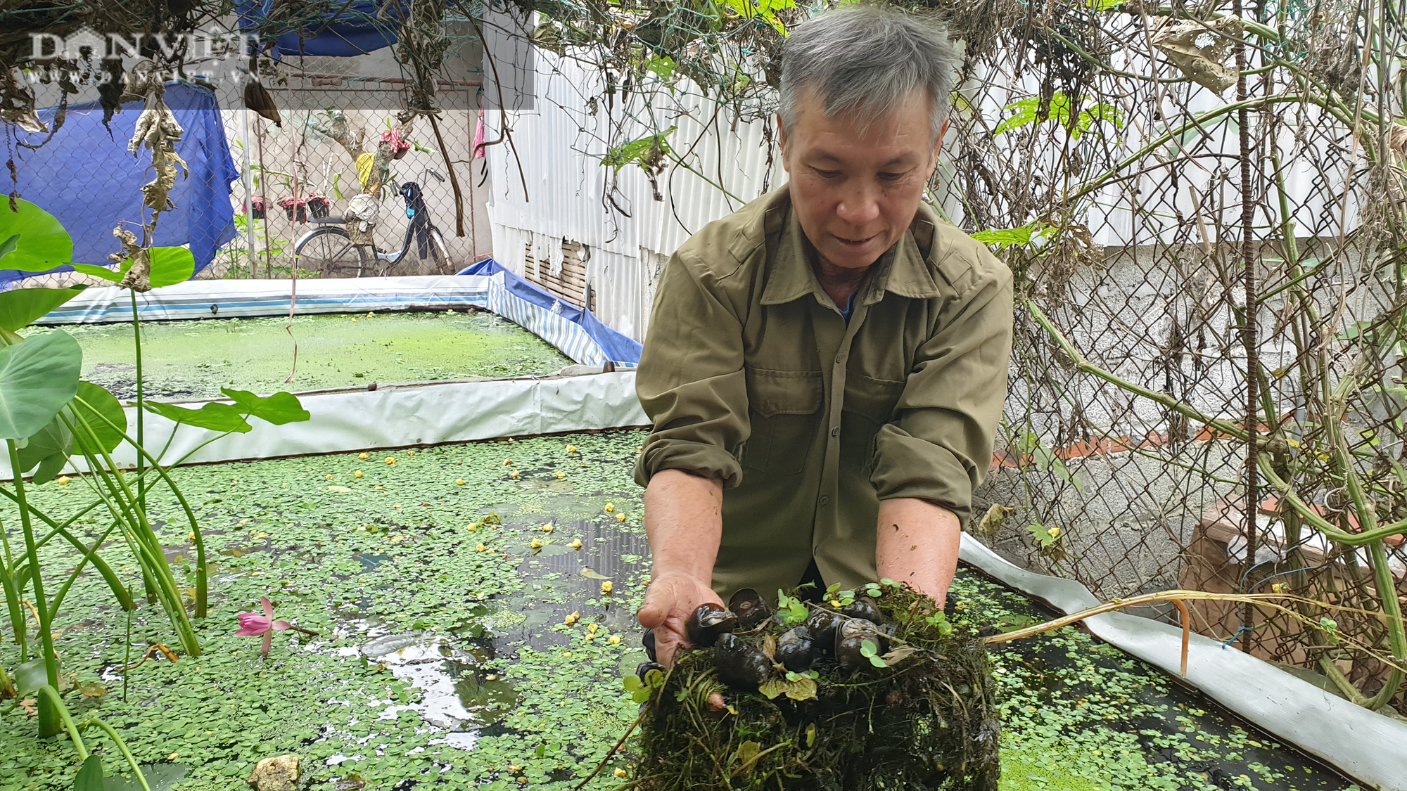 Thu hàng trăm triệu đồng mỗi năm từ mô hình nuôi ốc nhồi   baoninhbinhorgvn