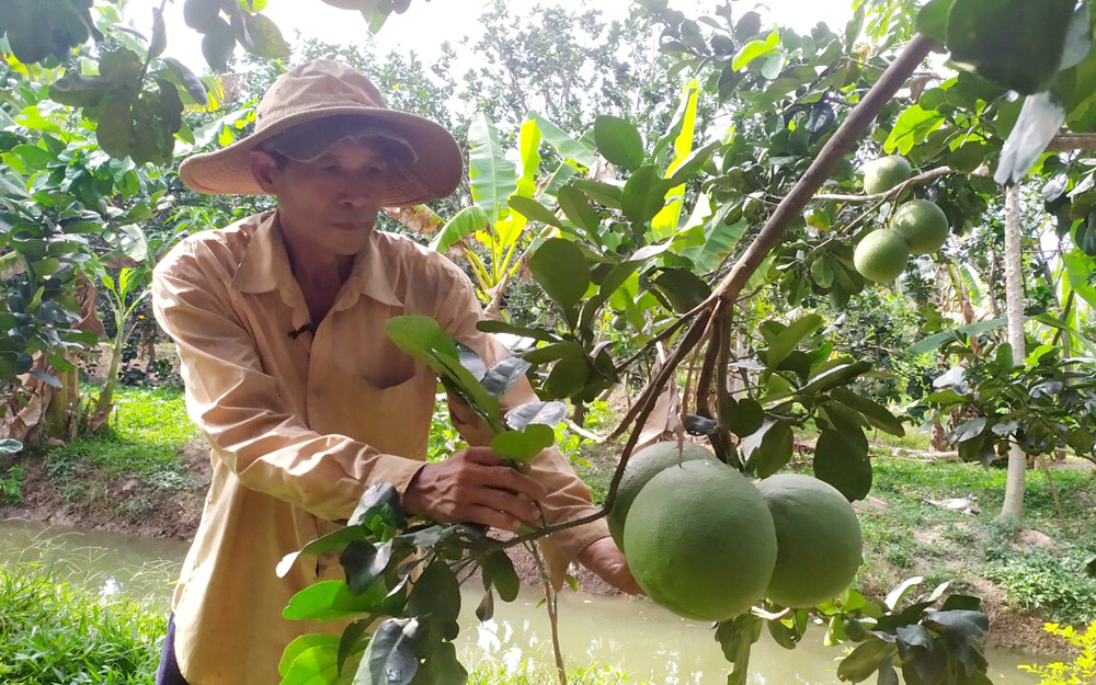 Bình Dương: &quot;Bà đỡ&quot; giúp nông dân vươn lên làm giàu - Ảnh 2.