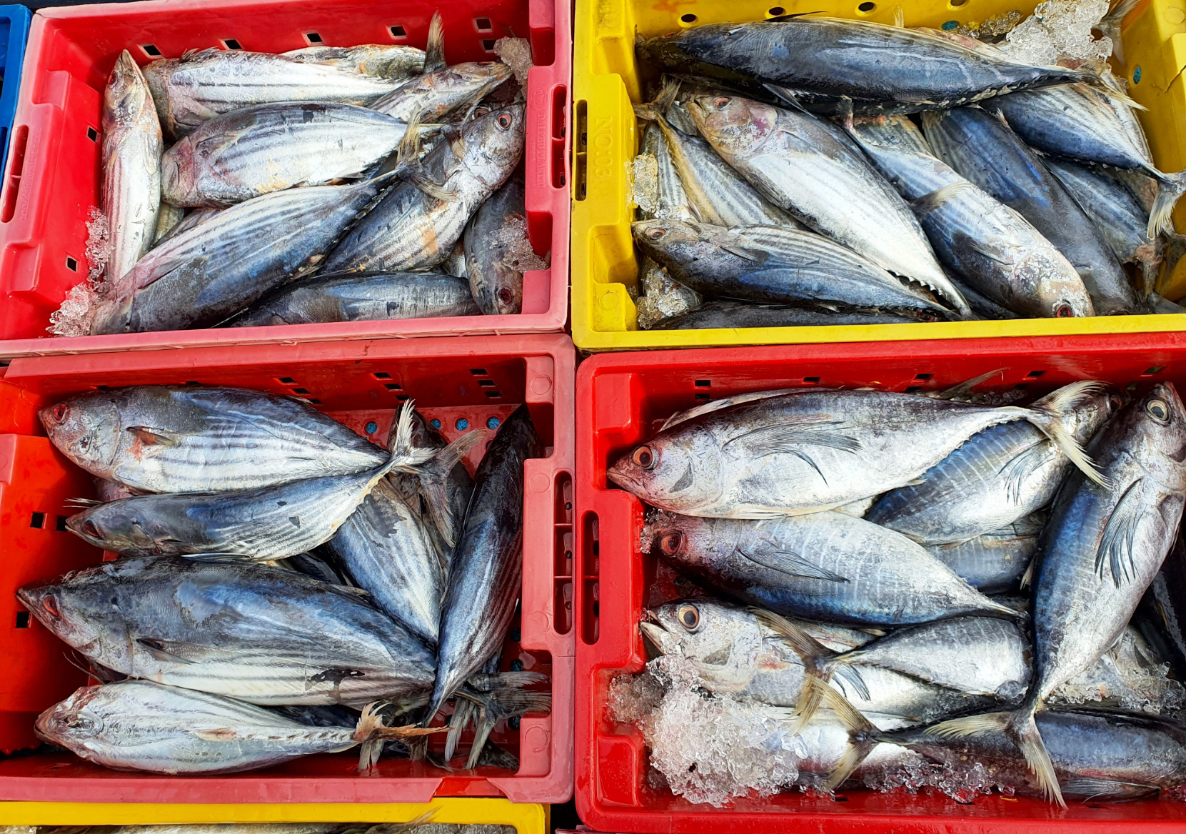 Khai thác được 10 tấn cá, ngư dân Bình Định “mếu mặt” chịu lỗ hơn 100 triệu đồng… do bão - Ảnh 2.
