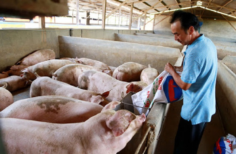 Giá lợn hơi hôm nay (19/11): Điều chỉnh nhẹ ở một số địa phương - Ảnh 1.