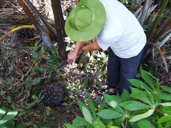 Có một không hai ở Việt Nam: Anh kỹ sư hot boy bắt cây dừa nước tiết ra mật - Ảnh 2.